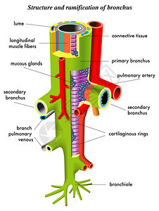 支气管图片