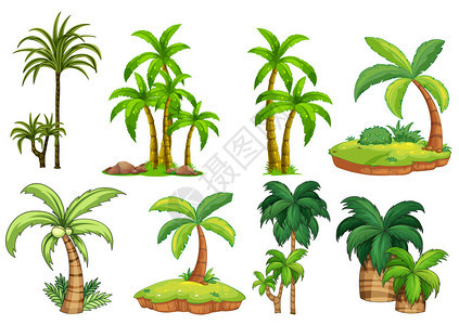 不同种类的棕榈树的插图背景图片