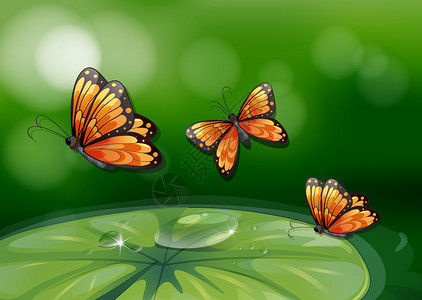 蝴蝶飞过睡莲的插图图片