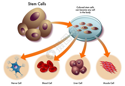干细胞图片
