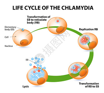 衣原体生命周期细菌传染疾病和衣原图片