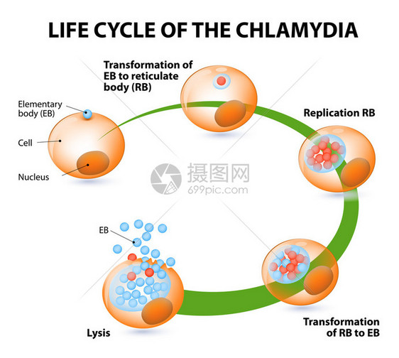 衣原体生命周期细菌传染疾病和衣原图片