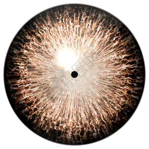 有彩色大虹膜的动物眼睛图片