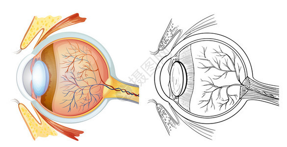 眼解剖图图片