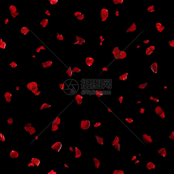 可重复漂浮的红玫瑰花瓣摄影棚拍摄并图片
