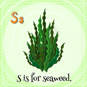字母S的插图用于海藻背景图片