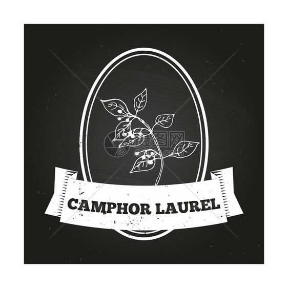 健康与自然收集带有黑板背景上草药的徽章模板Camphor图片