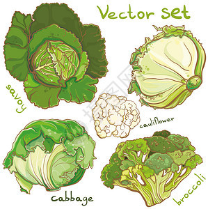 鲜艳的新鲜卷心菜西兰花椰菜萨沃伊的彩色矢量插图Eps10隔离图片