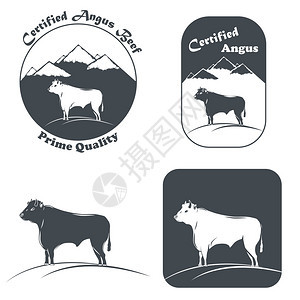 黑白相间的安格斯公牛背景图片