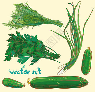 以扇贝鹦鹉黄瓜蔬菜和草药为单图片