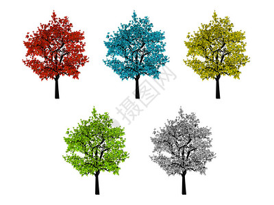 5棵白背景的叶色树木被隔离图片