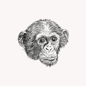 素描猴脸手绘涂鸦矢量图图片