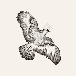 矢量素描鸟手绘插图图片