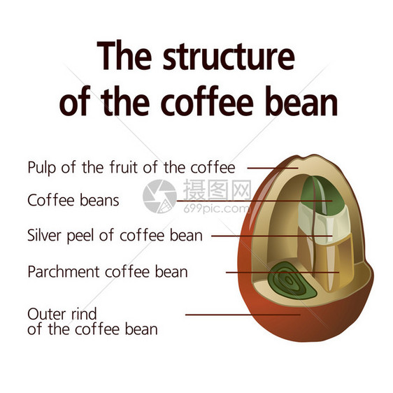 咖啡豆的结构矢量图片