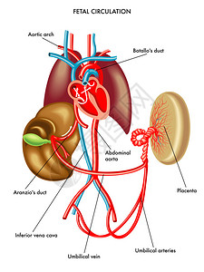 循环系统白色背景上的胎儿循环图片