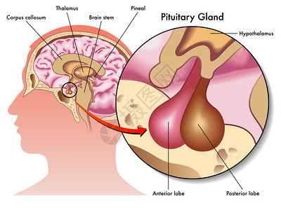 从医学角度来说明下垂腺及图片