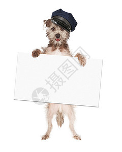 穿着司机帽子的可爱狗手持空白标志白色图片