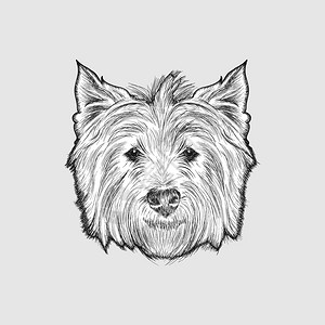 素描西部高地白梗狗插图的手绘脸图片