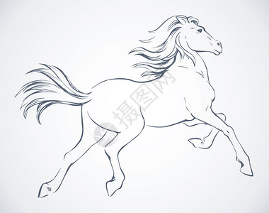 长尾巴的华丽骄傲的白色骏马在牧场围上巧妙地跳跃矢量单色手绘墨水画