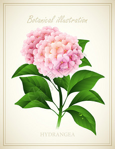Hydranga花朵植物矢量说明图片