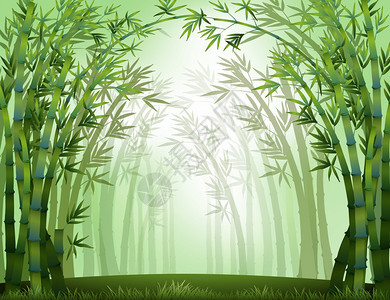 白天的竹林景观图片