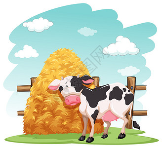 奶牛和一堆干草堆在木篱笆附近白图片