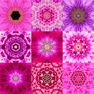 九种紫色同心花丛书集万花筒共心设计图片