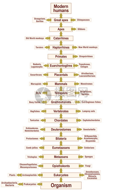 人类从有机体进化到现代人类的生命之树图片