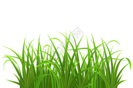 绿草上白色孤立矢量图图片