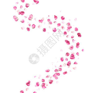 粉红玫瑰花瓣微风摄影工作室照片拍摄图片