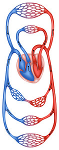 人体的血液循环图片
