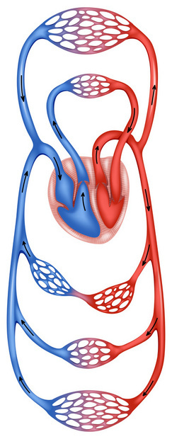 人体的血液循环图片