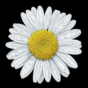 白色雏菊花与水滴隔离在黑色背景矢量图图片