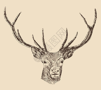 鹿头雕刻风格古董插图片