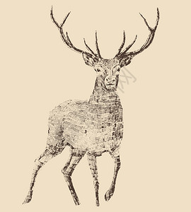 鹿的雕刻风格古董插图片