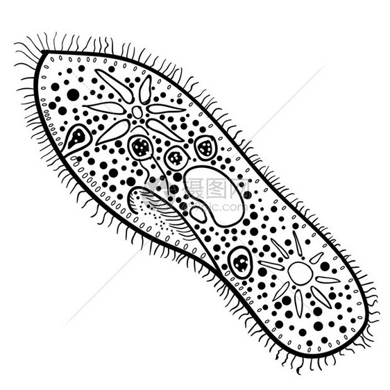 Ciliophora门的图片