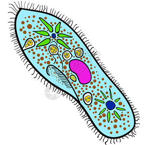 Ciliophora门的图片