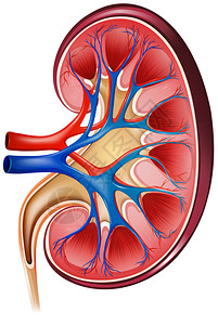 有神经的肾脏图片