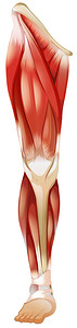 腿肌肉海报图片