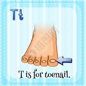 抽认卡字母T代表脚趾甲图片