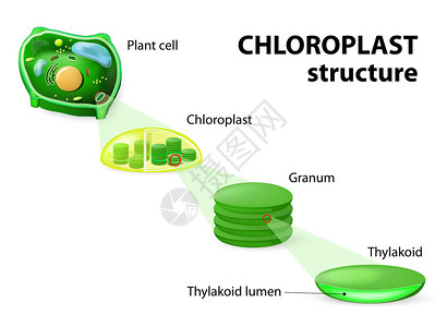 氯板结构植物细胞氯板图片