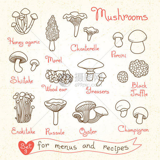 为设计菜单食谱和包装产品设置蘑菇图画矢量说明Victor图片