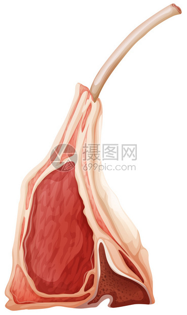 单块带骨羊排图片