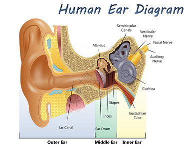 人耳图的插图图片