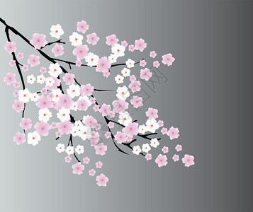 樱花背景的插图图片