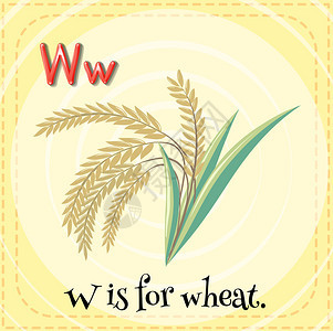 字母W抽认卡是小麦的背景图片