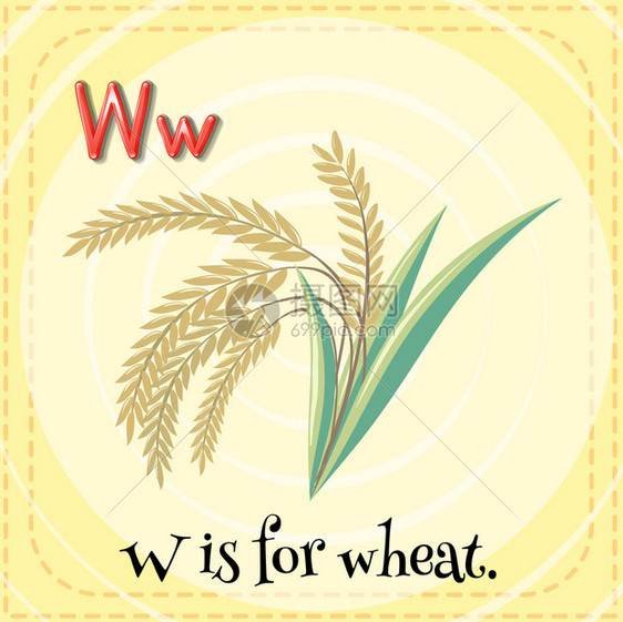 字母W抽认卡是小麦的图片