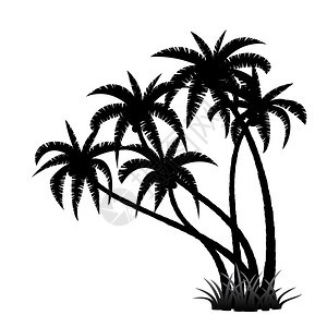 白色背景上的棕榈树光背景图片