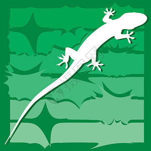 关于野生物图解的Gecko图片