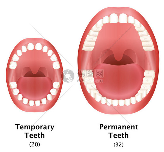 比较儿童的临时牙齿和成人天然牙列的恒牙白色背景上的图片